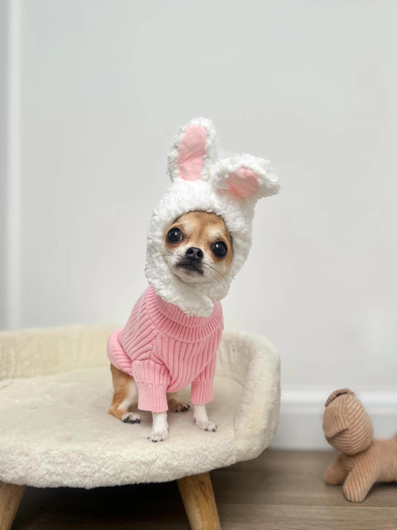 Pink Ribbed Knit Sweater and Sherpa Bunny Hood on a Chihuahua
