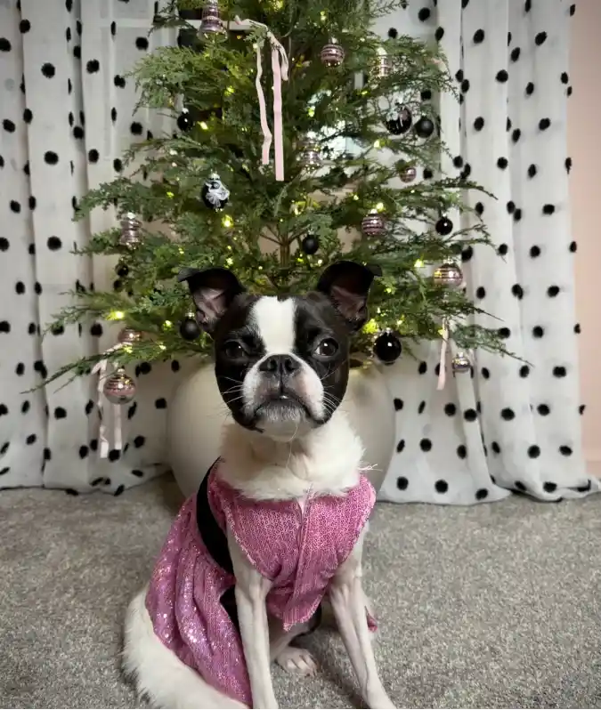 Pink Sequined Holiday Dress on a Boston Terrier