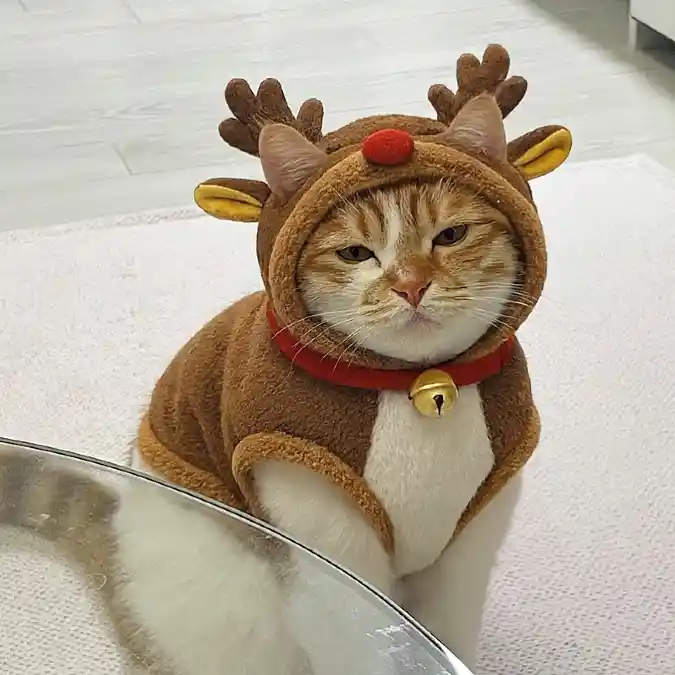 Plush Brown Reindeer Vest with Antler Hood on an Orange and White Cat