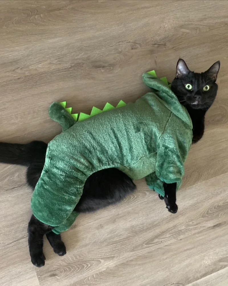 Plush Green Dinosaur Bodysuit on a Black Cat