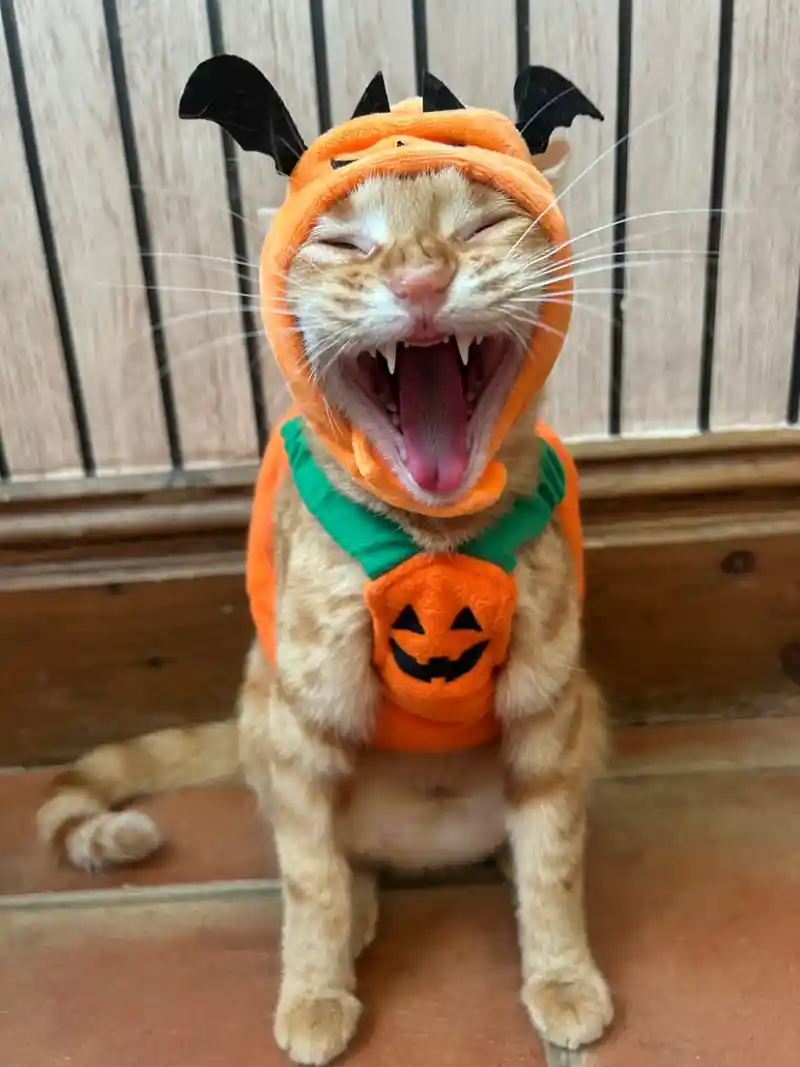 Plush Pumpkin Vest with Bat Wing Hood on an Orange Tabby Cat