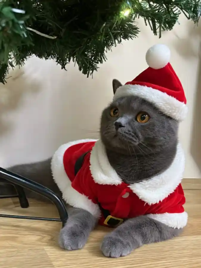 Plush Red Santa Coat and Matching Hat on a Grey British Shorthair
