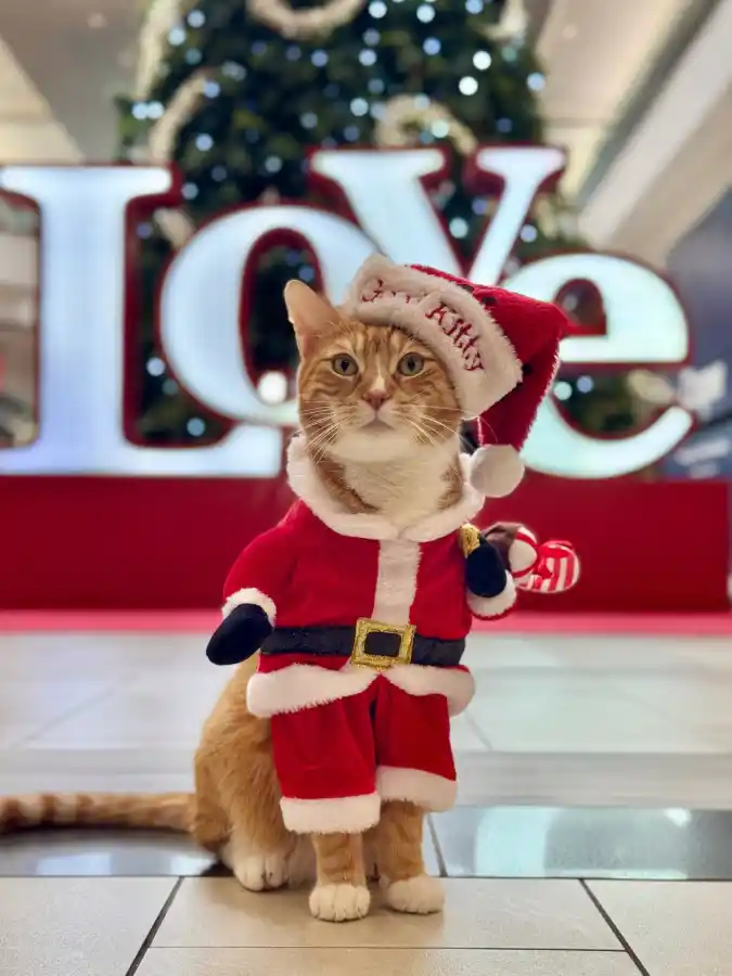 Plush Santa Outfit with Embroidered Hat and Candy Cane on an Orange Tabby