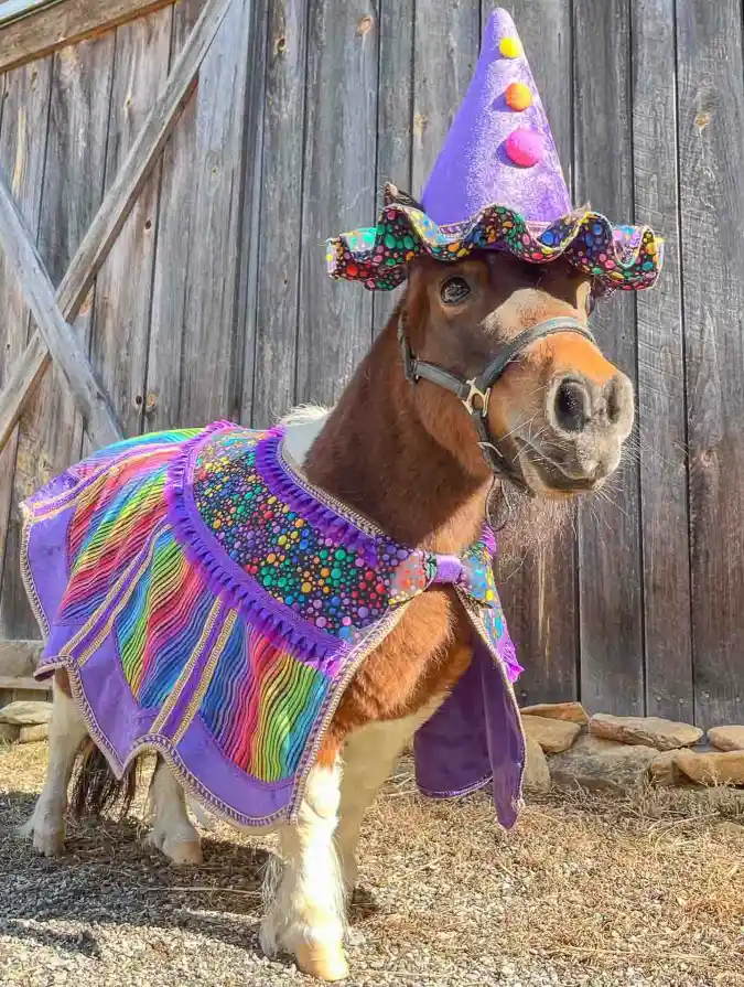 Purple Velvet Cone Hat and Rainbow Striped Cape on a Miniature Pony