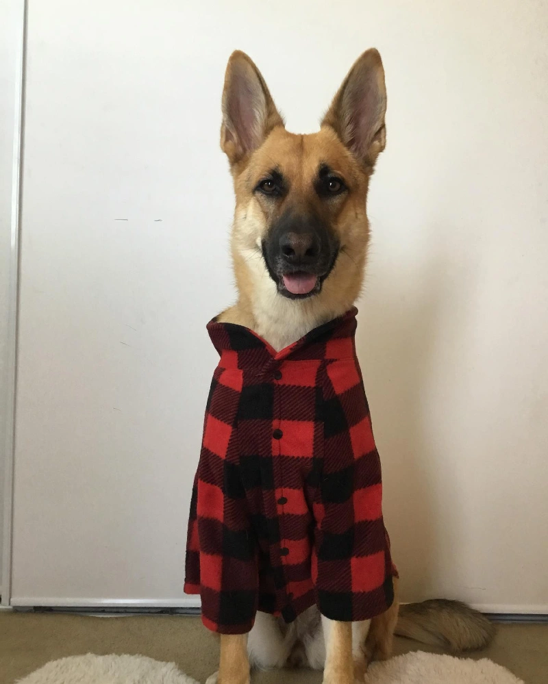 Red Buffalo Plaid Flannel Button-Up Shirt on a German Shepherd