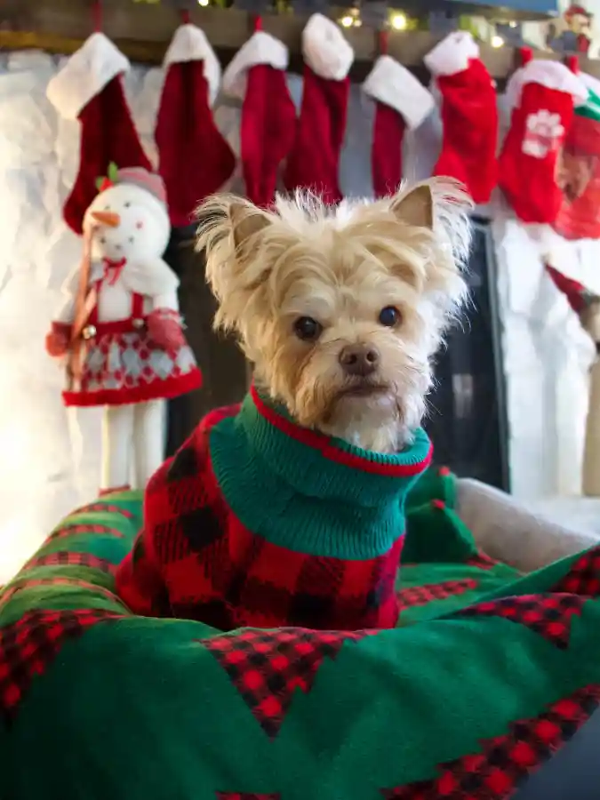 Red Buffalo Plaid Sweater with Thick Green Cowl Neck on a Yorkshire Terrier Mix