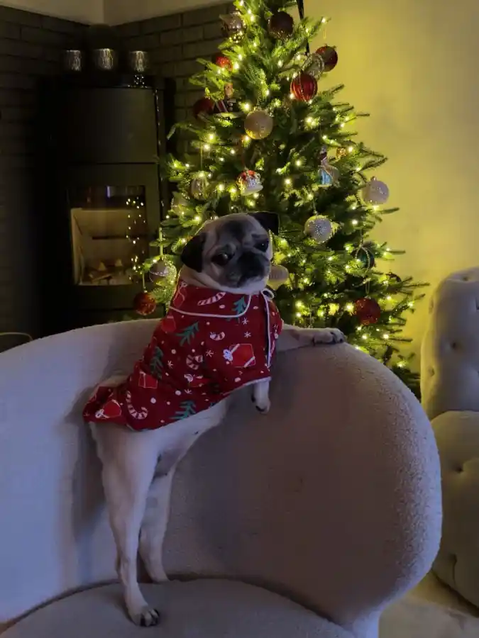 Red Button-Down Pajama Top with White Piping on a Pug