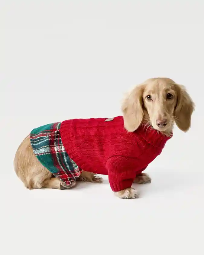 Red Cable-Knit Sweater with Attached Tartan Skirt on a Longhaired Dachshund