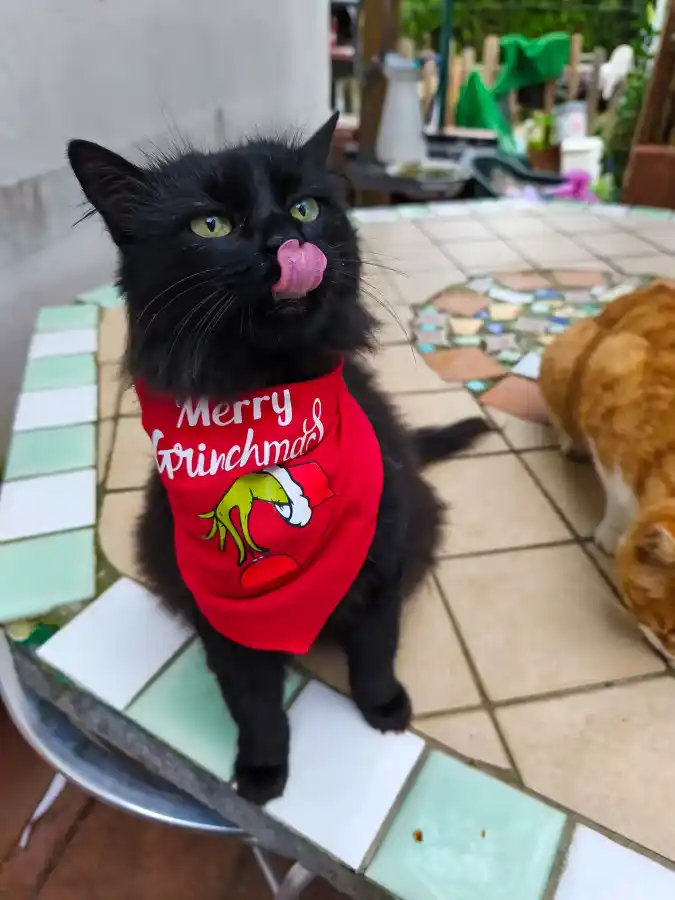 Red Merry Grinchmas Bandana on a Fluffy Black Cat