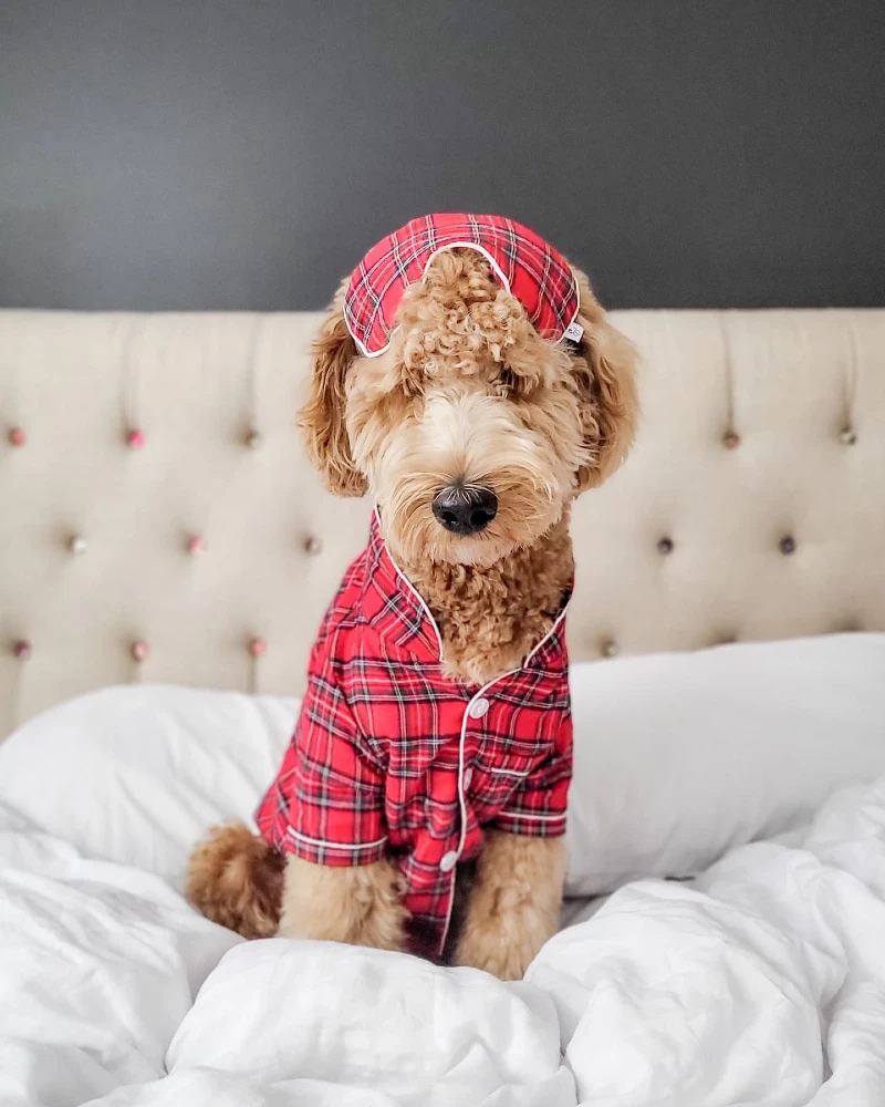 Red Plaid Pajama Shirt with Matching Eye Mask on a Goldendoodle