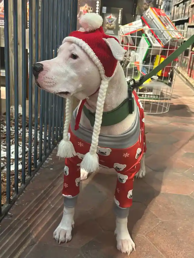 Red Polar Bear Pajamas and Knitted Trapper Hat on a White Pitbull Mix