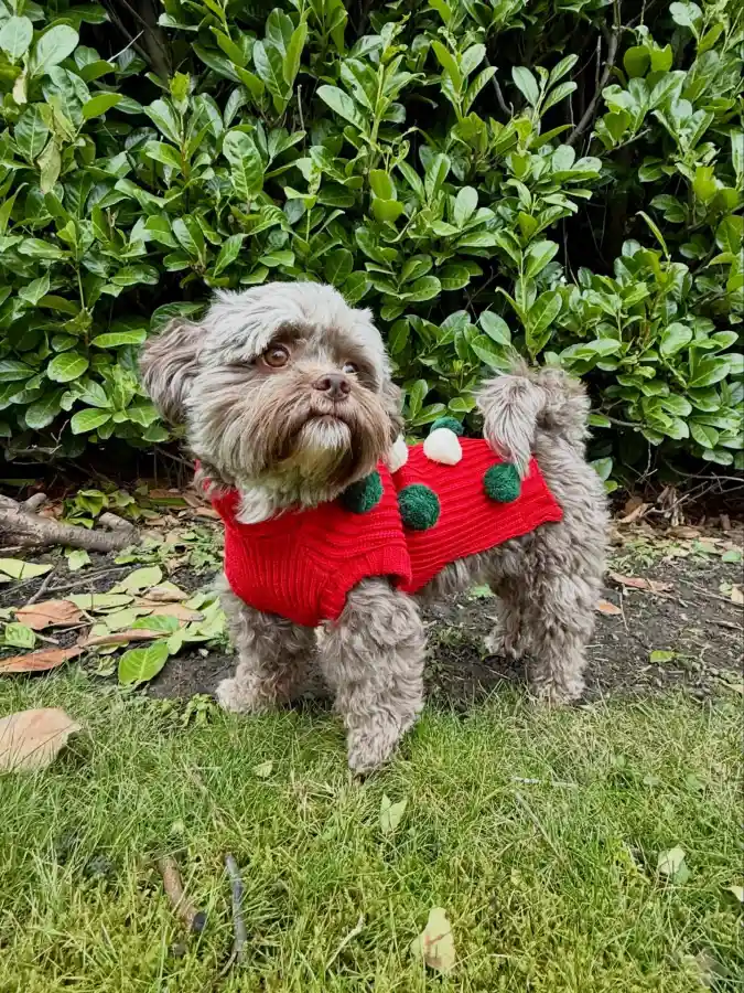 Red Ribbed Knit with Fuzzy Pom-Poms on a Fluffy Grey Dog