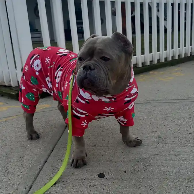 Red Santa and Tree Print Pajamas on a Grey American Bully