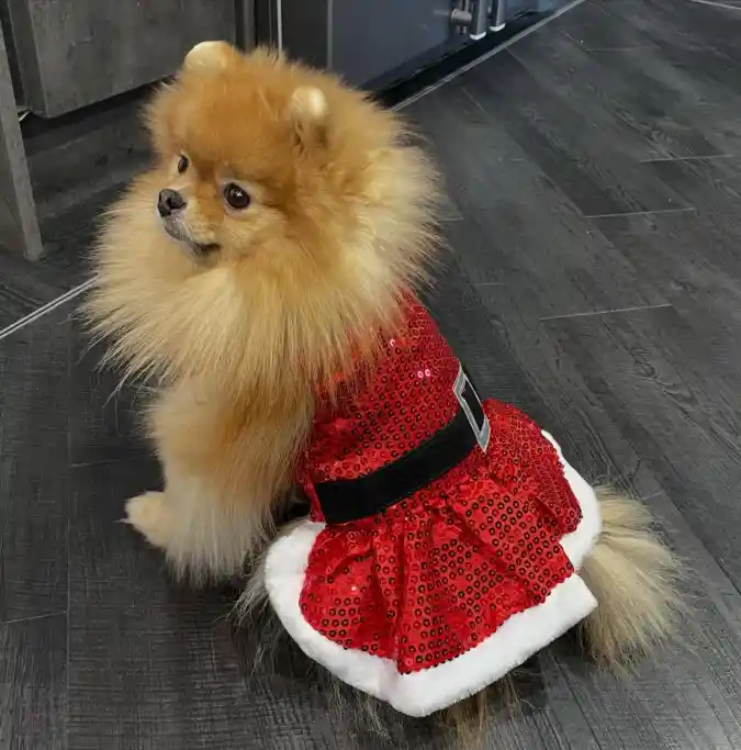 Red Sequined Santa Dress with Faux Fur Trim on a Pomeranian