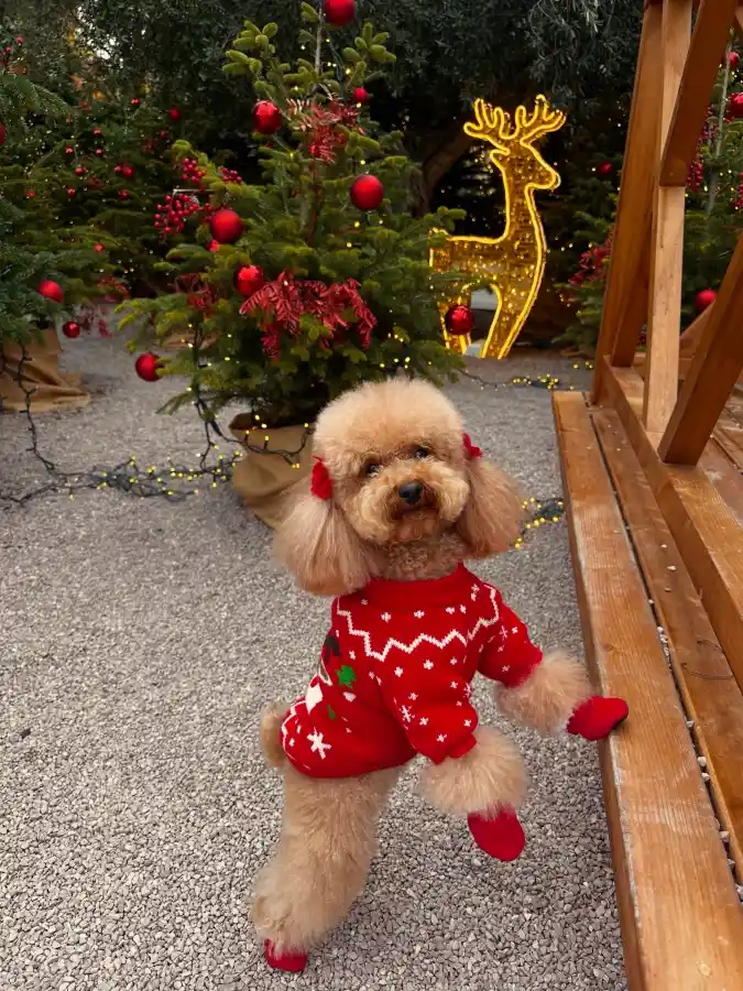 Red Snowflake Knit Sweater and Matching Booties on a Toy Poodle