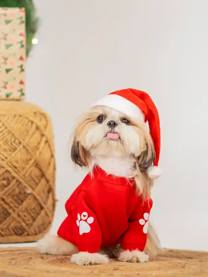 Red Sweatshirt with White Paw Prints and Santa Hat on a Shih Tzu