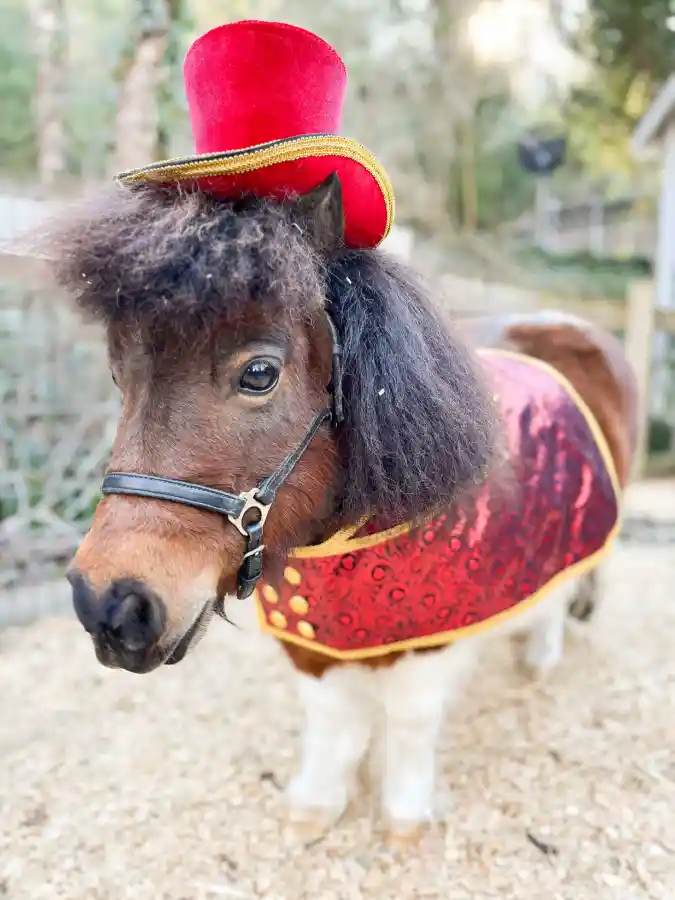 Red Velvet Top Hat and Brocade Coat on a Miniature Pony
