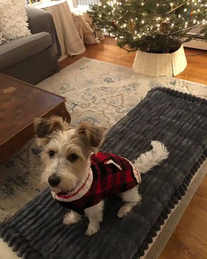 Red and Black Buffalo Plaid Sweater on a Scruffy Terrier