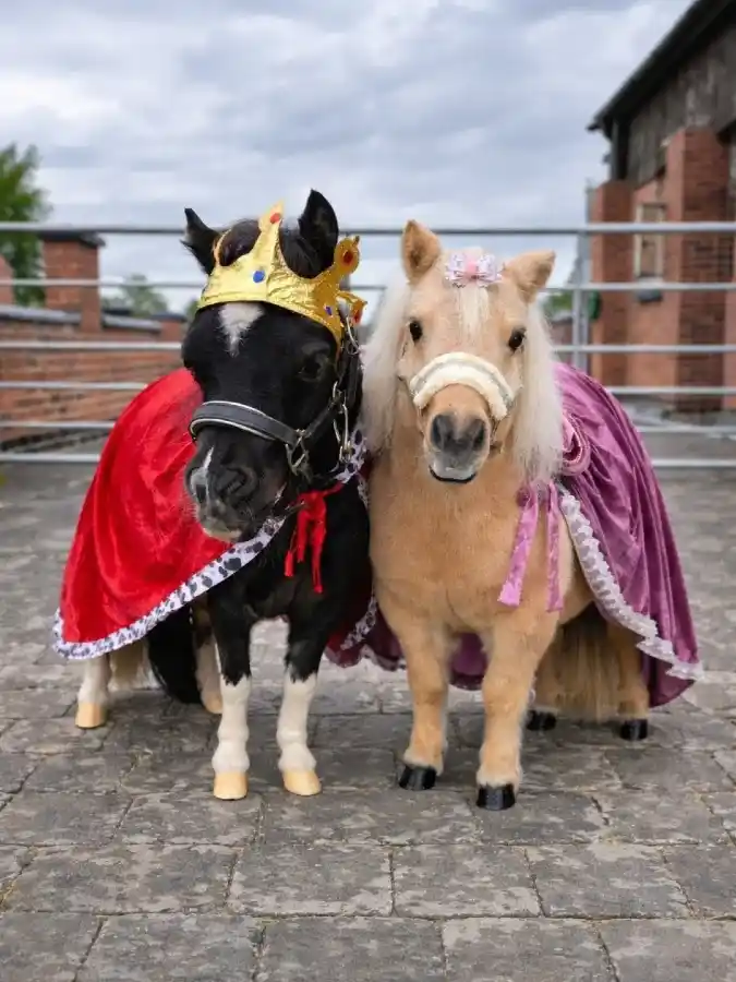 Regal Velvet Capes and Gold Crown on Two Miniature Horses