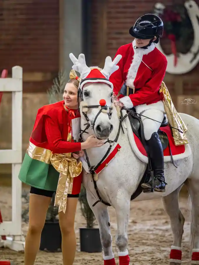 Reindeer Antlers and Red Nose Attached to a Bridle on a White Horse