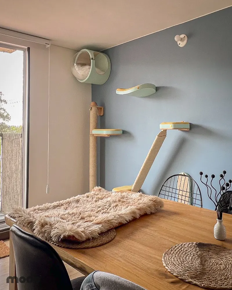 Sage Green Curved Perches and Acrylic Bubble Pod on a Slate Blue Accent Wall Behind a Wooden Dining Table