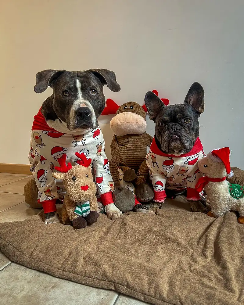 Santa and Reindeer Print Onesies on a Large Mixed Breed and a French Bulldog