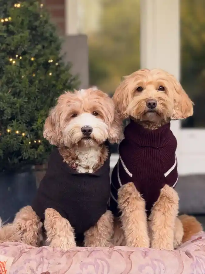 Solid Black and Striped Burgundy Sweaters on Two Labradoodles