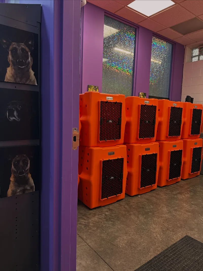 Stacked Vivid Orange Travel Kennels Against a Bold Purple Backdrop with Custom Pet Graphics