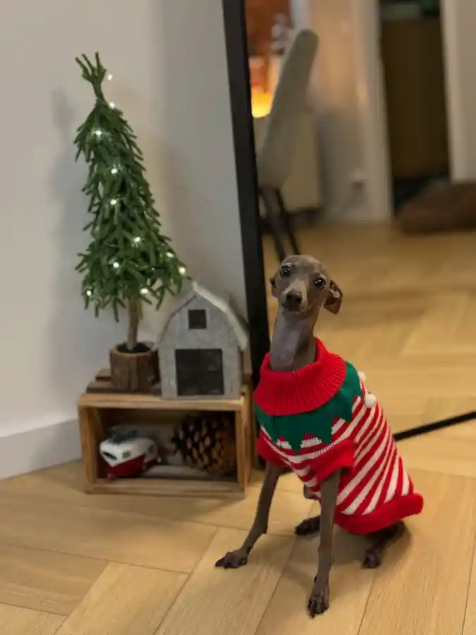 Striped Elf Sweater with Green Zigzag Collar on an Italian Greyhound
