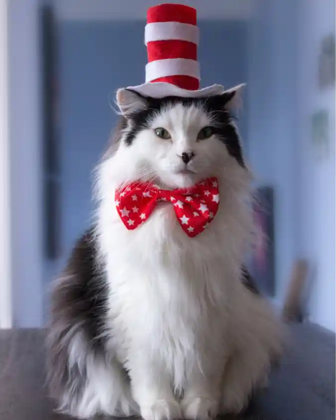 Striped Top Hat and Starry Bow Tie on a Fluffy Domestic Longhair Cat