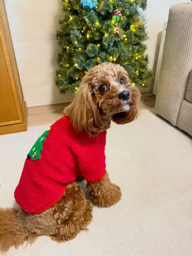 Textured Red Fleece Sweater with Tree AppliquΓ© on a Cavapoo