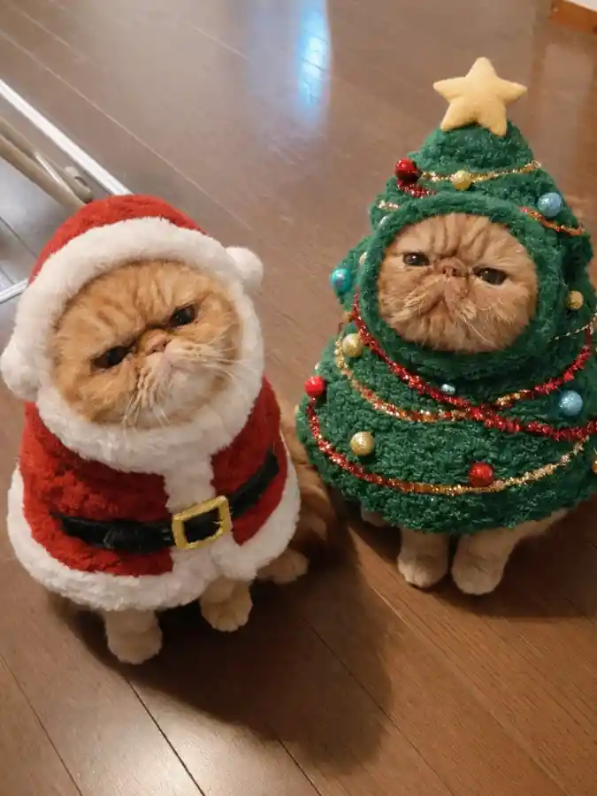 Textured Santa and Christmas Tree Capes on Two Orange Flat-Faced Cats