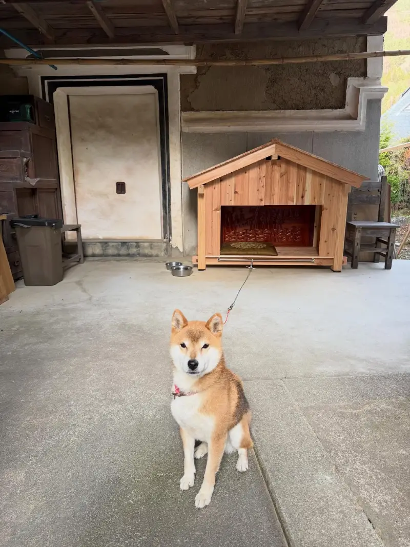 Traditional Japanese Cypress Kennel with Carved Interior Panels and Elevated Frame