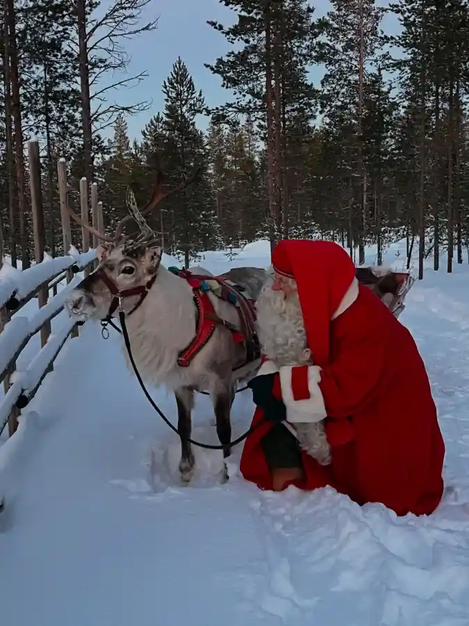 Traditional Leather Harness on a Real Reindeer with Santa Claus