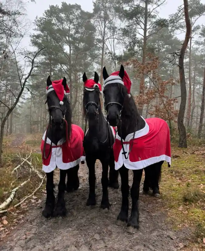 Trio of Santa Capes and Floppy Red Hats on Black Friesian Horses