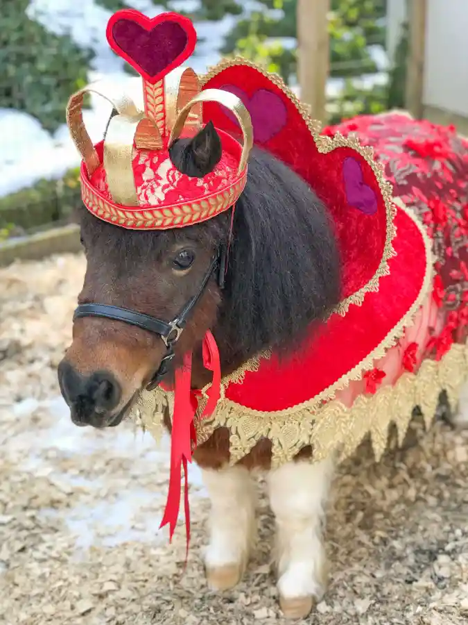 Valentine Queen Crown and Heart Collar on a Miniature Pony