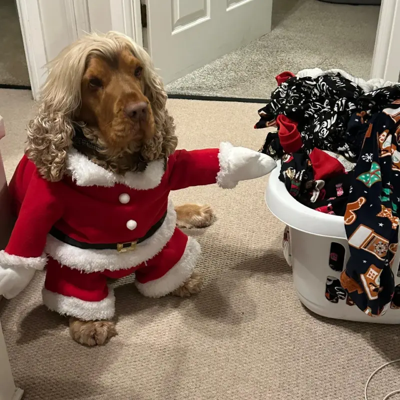 Velvet Santa Suit Costume on a Blonde Cocker Spaniel