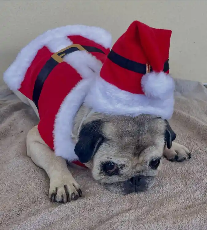 Velvet Santa Suit with Fur-Trimmed Hat on a Senior Pug