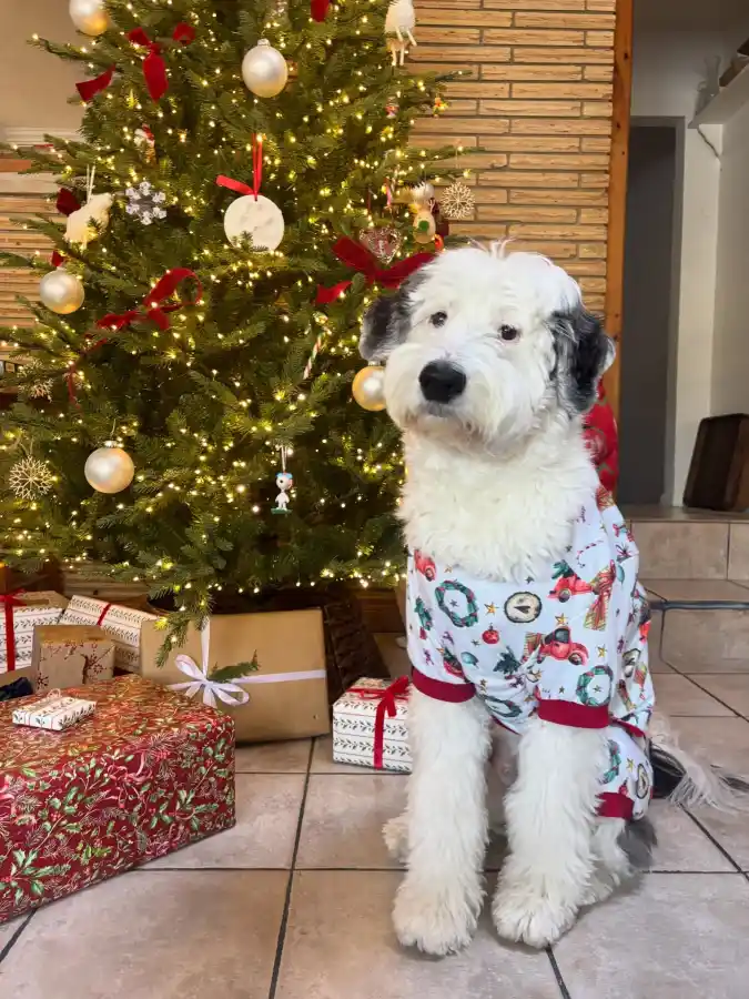 Vintage Holiday Print Pajamas on a Fluffy Sheepadoodle