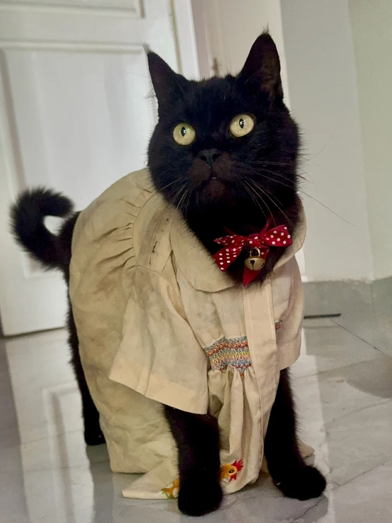 Vintage Smocked Dress with Polka-Dot Bow Tie on a Black Cat