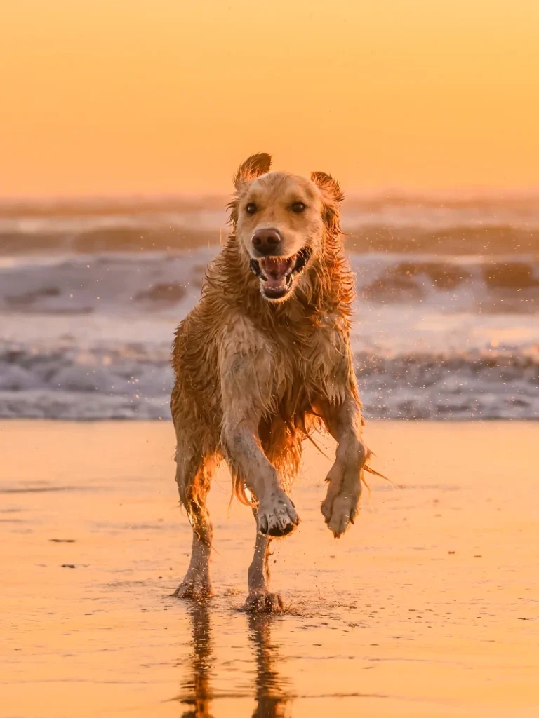 Wet Golden Retriever Running Through Shallow Beach Water