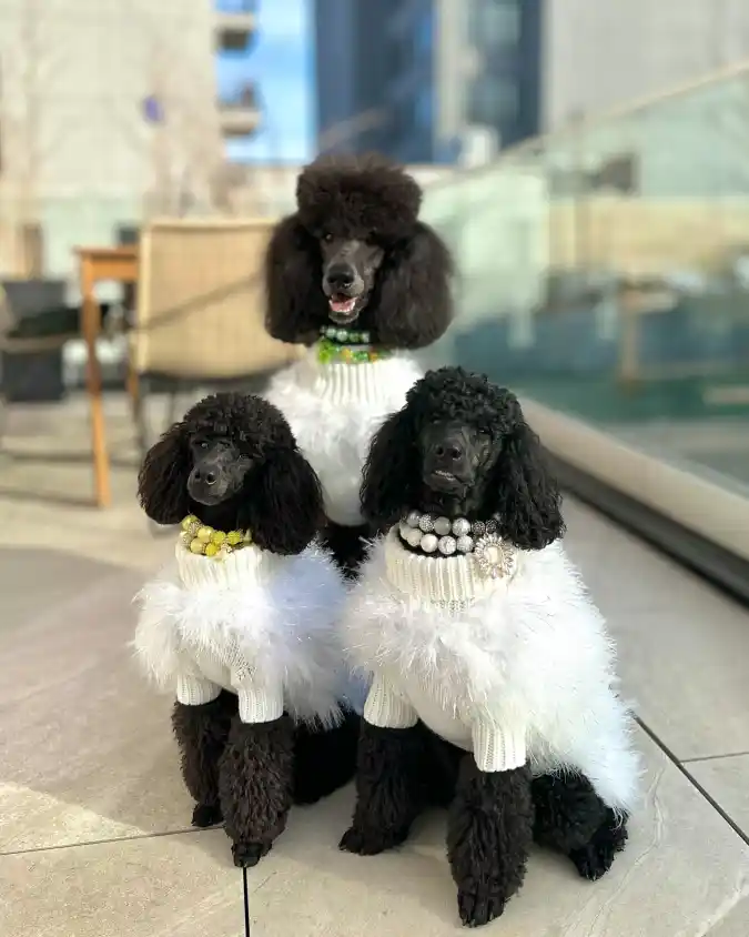 White Feathered Turtleneck Sweaters and Beaded Necklaces on Three Black Poodles