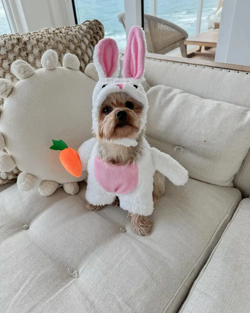 White Teddy Fleece Bunny Costume with Carrot Prop on a Yorkshire Terrier