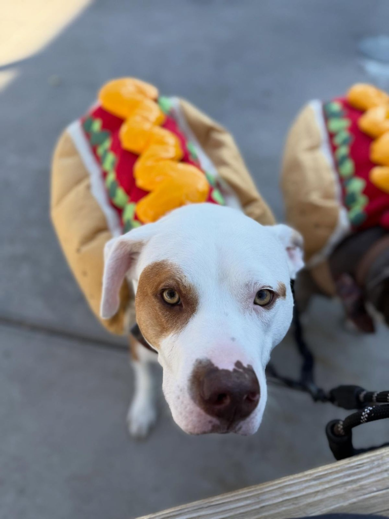 7. Plush Hot Dog Bun with Bright Yellow Mustard on a White Pitbull