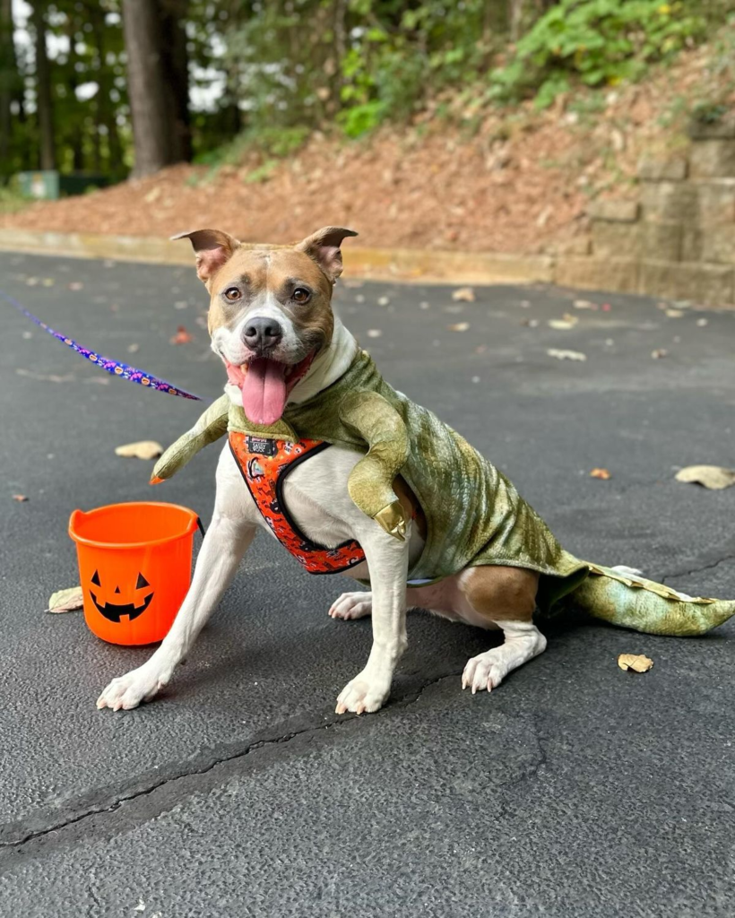 8. Green Scaly Dinosaur Cape with Tiny T-Rex Arms on a Pitbull Mix