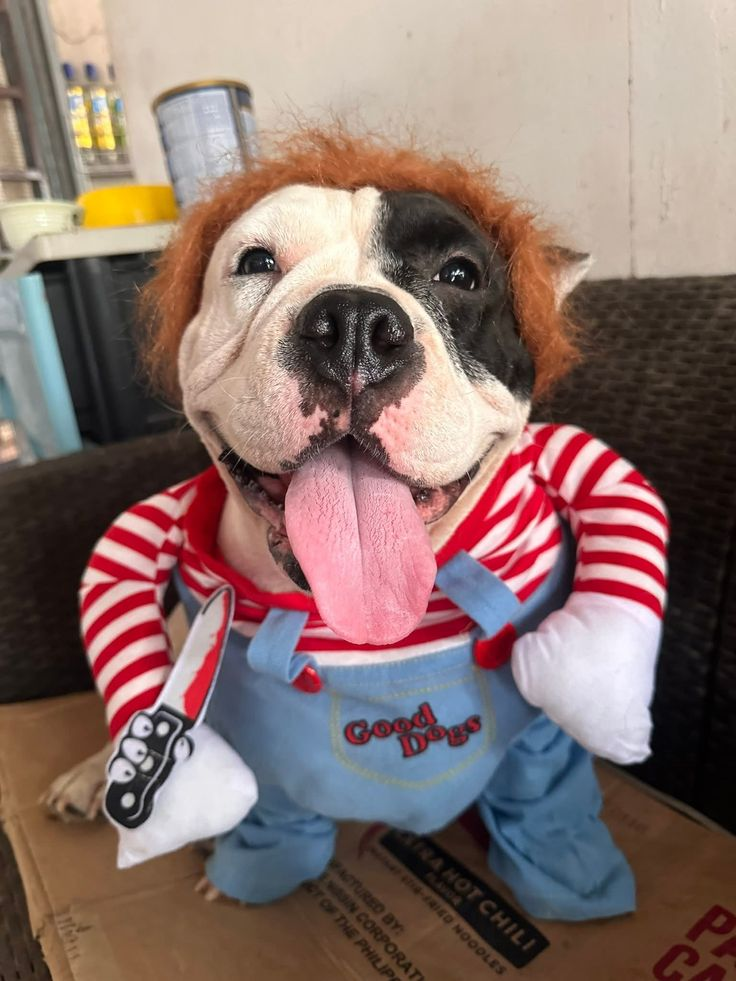 9. Orange Frizzy Wig and Striped Denim Overalls on a Bulldog Mix