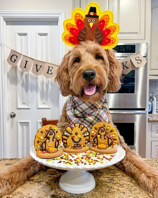17. Turkey Headband with Plaid Bandana and Thanksgiving Dessert