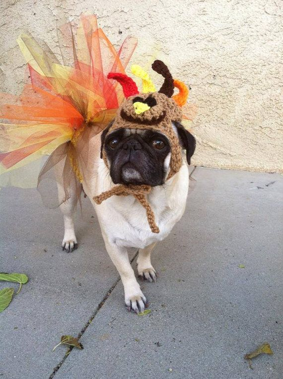 4. Knitted Turkey Hat with Feather Burst Tail on a Pug
