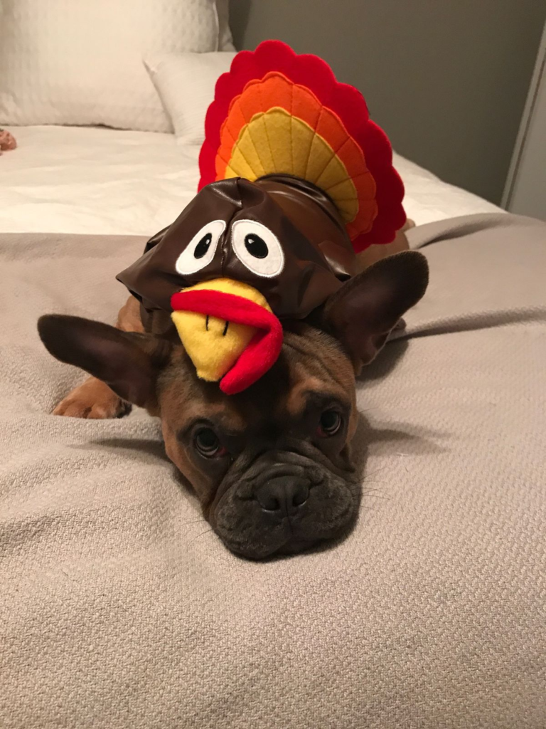5. Plush Turkey Headpiece with Cartoon Face on a Relaxed French Bulldog