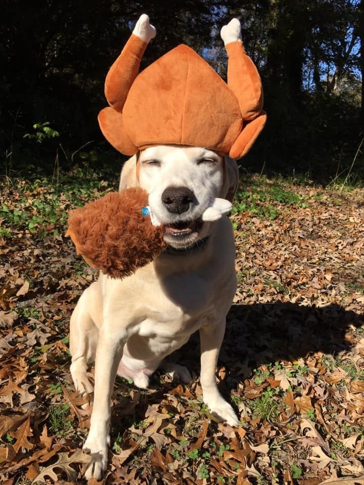 6. Plush Turkey Crown Hat with Raised Drumstick Arms on a Labrador Retriever